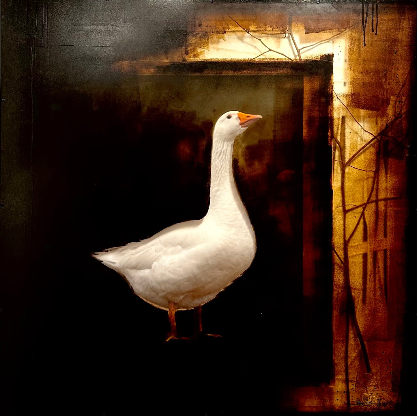 Duck